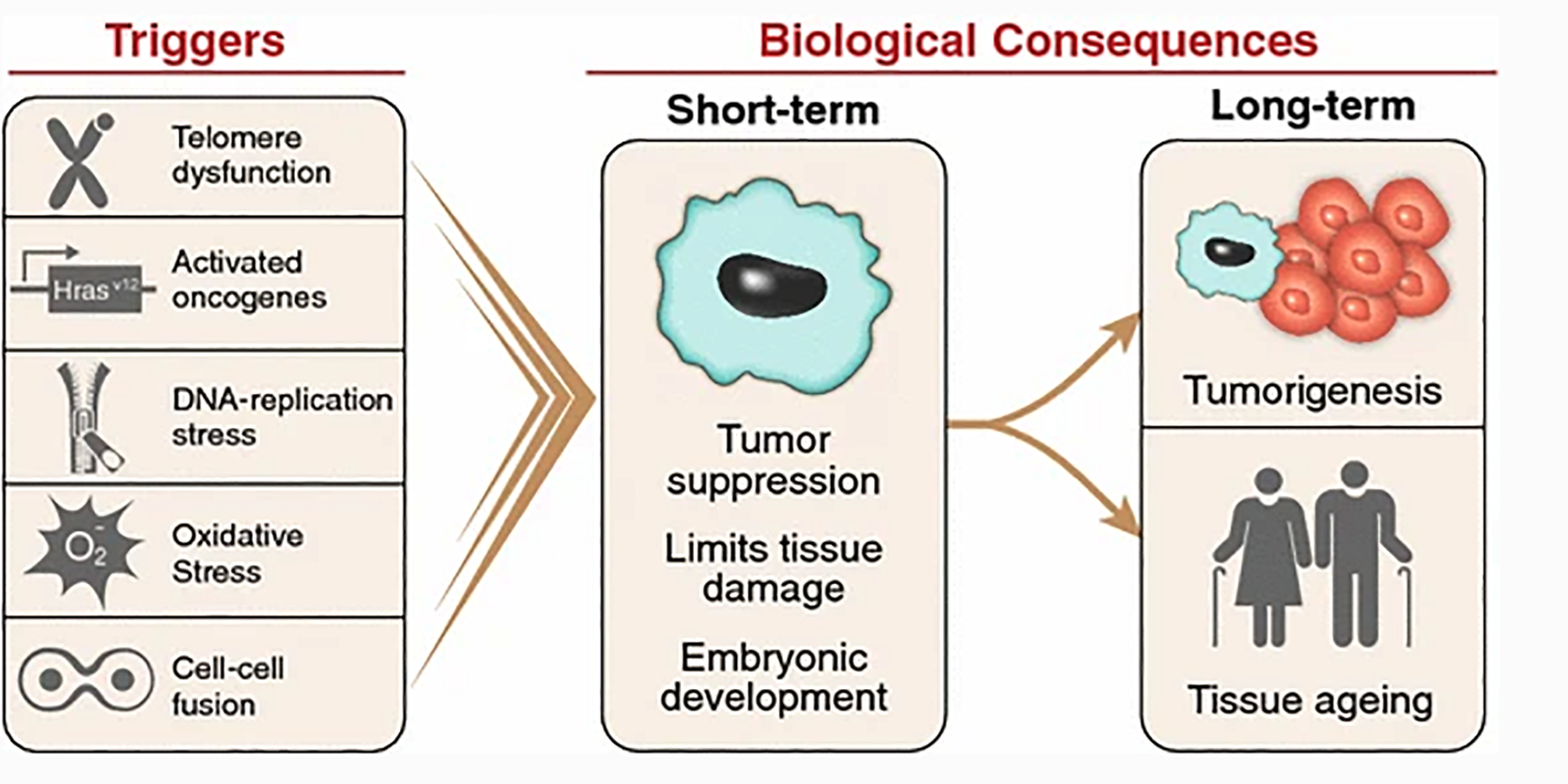 Cell Process: Which Markers Can Be Used To Identify Cellular Senescence?